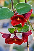 AESCHYNANTHUS TRICOLOR