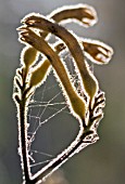 ANIGOZANTHOS FLAVIDUS,  EVERGREEN KANGAROO PAW WITH COBWEBS