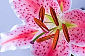 LILIUM STARGAZER