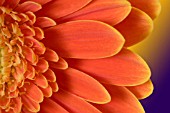 GERBERA