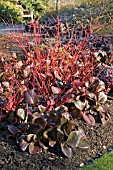 BERGENIA BRESSINGHAM SALMON AND CORNUS ALBA SIBIRICA STEMS,  FEBRUARY