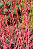 CORNUS ALBA SIBIRICA STEMS