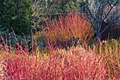 CORNUS ALBA SIBIRICA STEMS AT CAMBRIDGE BOTANCIAL GARDENS,  WINTER GARDEN,  FEBRUARY