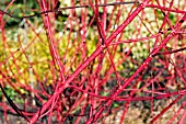 CORNUS ALBA SIBIRICA STEMS,  DOGWOOD