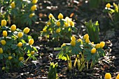 ERANTHIS X TUBERGENII,  WINTER ACONITE