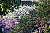 ASSOCIATION AT CAMBRIDGE BOTANICAL GARDEN,  WINTER GARDEN,  FEBRUARY