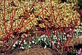 CORNUS ALBA SIBIRICA,  DOGWOOD,  IN ASSOCIATION WITH GALANTHUS,  SNOWDROPS