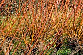 SALIX ALBA L. CHERMESINA,  WILLOW