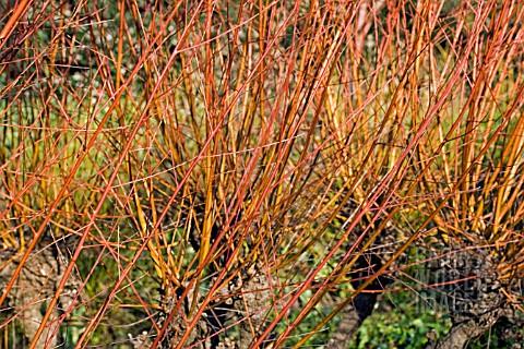 SALIX_ALBA_L_CHERMESINA__WILLOW