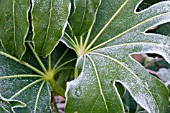 FROSTY FATSIA JAPONICA LEAVES,  FEBRUARY