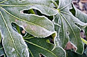 FROSTY FATSIA JAPONICA LEAVES