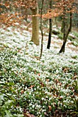 GALANTHUS,  SNOWDROPS AT PAINSWICK ROCOCCO GARDEN