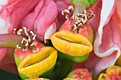 EUPHORBIA PULCHERRIMA,  POINSETTIA,  HARLEQUIN