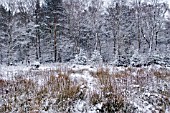 SNOWY FOREST