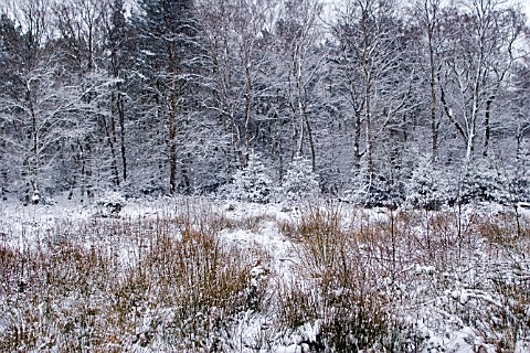 SNOWY_FOREST