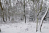 SNOWY FOREST