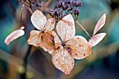 HYDRANGEA SERRATA GRAYSWOOD FLOWERS IN WINTER