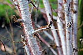 RUBUS THIBETANUS SILVER FERN