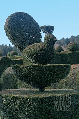 TOPIARY_PEACOCK_AT_FELLEY_PRIORY_GARDEN__NOTTINGHAMSHIRE