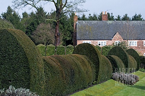 TOPIARY_HEDGE_AT_FELLEY_PRIORY_GARDEN__NOTTINGHAMSHIRE