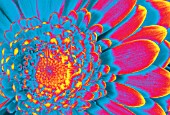 PSYCHEDELIC GERBERA