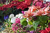 MIXED HOTHOUSE FLOWERS,  FEBRUARY