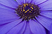 PERICALLIS X HYBRIDA SPRING GLORY