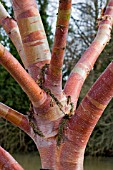 BETULA ALBO SINENSIS