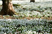 GALANTHUS,  SNOWDROPS AT PAINSWICK ROCOCCO GARDEN