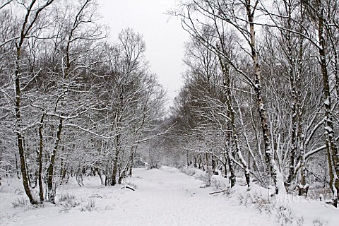 SNOW_COVERED_PATH_IN_SUTTON_PARK