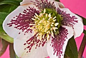 HELLEBORUS X ASHWOOD HYBRID