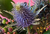 ERYNGIUM OLIVERIANUM AND IVY BERRIES