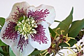 WINTER BOUQUET OF HELLEBORUS X ASHWOOD HYBRIDA,  AND HAMAMELIS MOLLIS