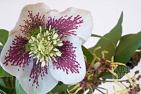 WINTER_BOUQUET_OF_HELLEBORUS_X_ASHWOOD_HYBRIDA__AND_HAMAMELIS_MOLLIS