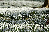 GALANTHUS,  SNOWDROPS AT PAINSWICK ROCOCCO GARDEN