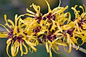 HAMAMELIS X INTERMEDIA PALLIDA