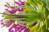 STAMEN AND STIGMA OF HELLEBORUS X ASHWOOD HYBRID