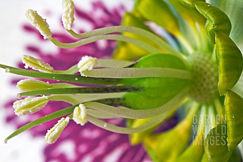 STAMEN_AND_STIGMA_OF_HELLEBORUS_X_ASHWOOD_HYBRID