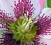 HELLEBORUS X ASHWOOD HYBRID