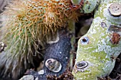 POLYPODIUM GLAUCUM ROOTS AND STEMS