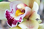 CYMBIDIUM