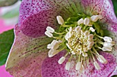 HELLEBORUS X ASHWOOD HYBRID