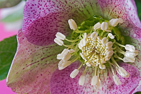 HELLEBORUS_X_ASHWOOD_HYBRID