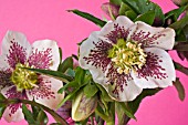 HELLEBORUS X ASHWOOD HYBRID