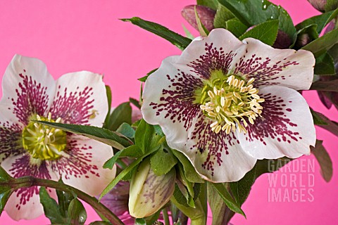 HELLEBORUS_X_ASHWOOD_HYBRID