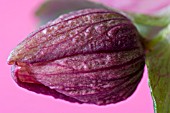 HELLEBORUS X ASHWOOD HYBRID BUD