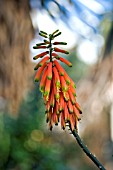 ALOE CILIARIS,  CLIMBING ALOE