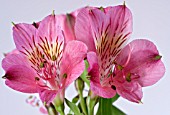 ALSTROEMERIA,  PERUVIAN LILY