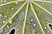 FATSIA JAPONICA LEAF IN FROST