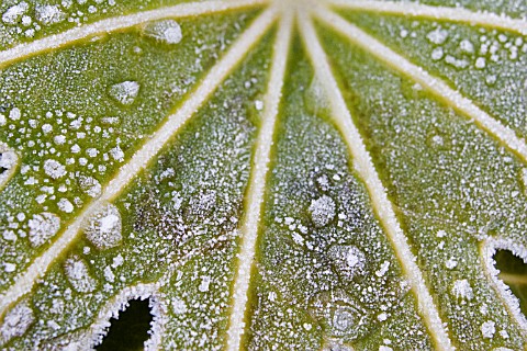 FATSIA_JAPONICA_LEAF_IN_FROST